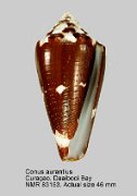 Conus aurantius (2)
